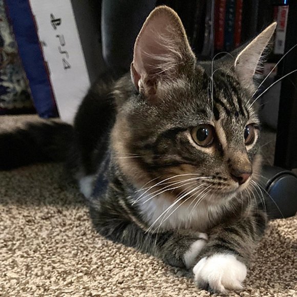 Meet Your Posher, Lacey - Picture 2 of 3